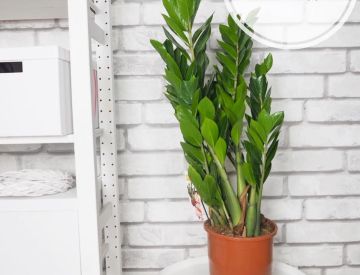 Крупномерные растения в нашем ассортименте! 